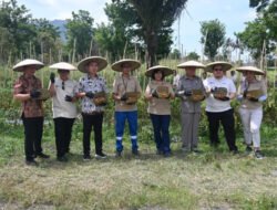 Peneliti UGM Manfaatkan ‘Katrili’ untuk Tingkatkan Produksi Tanaman Tomat