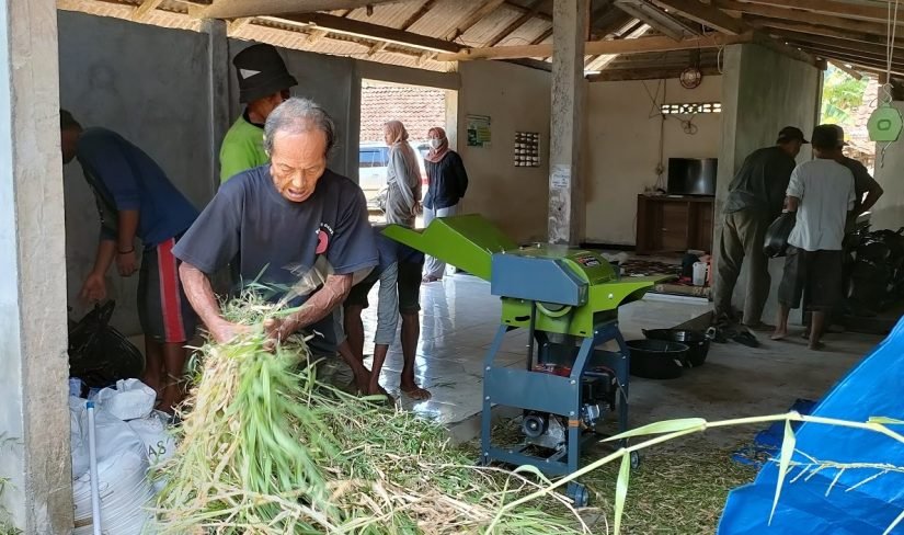 Peluang Bisnis Hijauan Fermentasi (Sumber: fapet.ugm.ac.id)