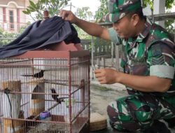 BOYOLALI: Ketika Babinsa Sukses Beternak Burung Kicau, Cuan Jutaan pun, Diraup…