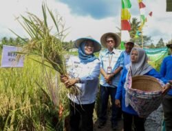PETANI MILENIAL: Panen Raya Padi di Sleman, Yogyakarta, Pertahankan Tradisi Wiwit