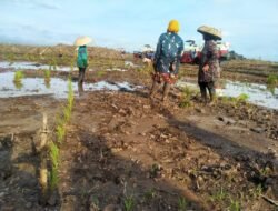 PALANGKA RAYA: Tahun 2024 Ini, Dapat Program Cetak Sawah Seluas 10.686 Hektare
