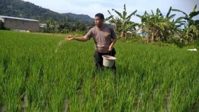 PADI: Wamentan Optimis, Produksi Padi Bakal Meningkat Signifikan