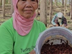 SRAGEN: Enthung atau Kepompong Ulat Jati Jadi Camilan Ekstrem Kaya Nutrisi