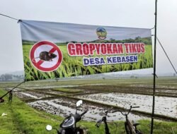 BANYUMAS: Gropyokan Tikus, Basmi Hama Sekaligus Ajang Silaturahmi Warga di Desa Kebasen