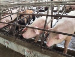 BABI: Atasi Penyebaran Virus ASF, Pemerintah Siapkan Program Restocking