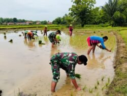 SWASEMBADA PANGAN: Babinsa Koramil Bantu Petani Perluas Areal Pertanian di Sumenep