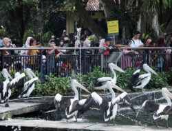 NATARU: Bonbin Ragunan Zoo Jakarta Hadirkan Keseruan Libur Nataru, Ada Feeding Satwa
