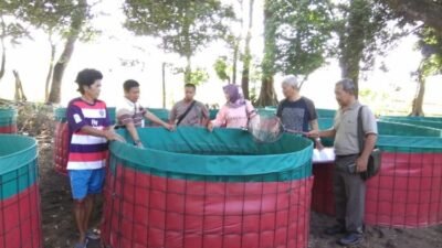 KLATEN: Sekilas tentang Pembesaran Ikan Lele dengan Sistem Bioflok