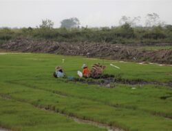 OPLAH: Ekonom UI Apresiasi Kementan Jalankan Optimasi Lahan Rawa