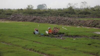 SWASEMBADA PANGAN: Mentan Yakin, Jatim Berpotensi Jadi Motor Penggerak Swasembada Pangan Nasional