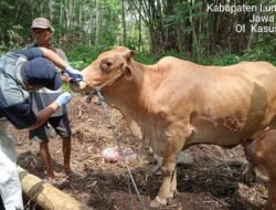 LUMAJANG: Kementan Selidiki Penyakit Mulut dan Kuku (PMK), Beri Pengawasan Ketat