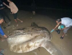 IKAN MOLA MOLA: “Golden Sunfish”, Ikan Langka Terdampar di Gorontalo, KKP Turun Tangan
