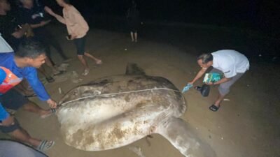 IKAN MOLA MOLA: “Golden Sunfish”, Ikan Langka Terdampar di Gorontalo, KKP Turun Tangan