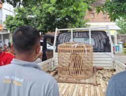 MONYET: Tim Pemadam Kebakaran Jepara Evakuasi Monyet di Kabel Tegangan Tinggi