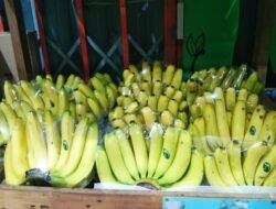 PISANG: Melihat Pembibitan Pisang Cavendish “Aca Banana” di Desa Kalirejo, Pasuruan yang Tembus ke Supermarket