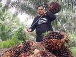 RIAU: Harga TBS Kelapa Sawit Melonjak, Didukung Validasi CPO dan Kernel KPBN