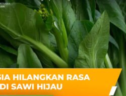 SAWI: Kenali Lima Jenis Sawi untuk Melengkapi Hidangan agar Lebih Lezat dan Nikmat