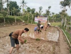 SUMENEP: Babinsa Turun Langsung ke Sawah, Bantu Perluas Areal Tanam Padi