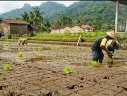 MAGELANG: Masuk Musim Tanam Padi, Saatnya Antisipasi Hama Wereng