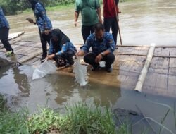 MAGELANG: Ribuan Ekor Bibit Berbagai Jenis Ikan Ditebar di Sungai Progo