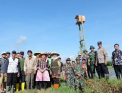 TIKUS: Pemkab Lumajang Gunakan “Rubuha” untuk Berburu Hama Tikus, Ini Penjelasannya