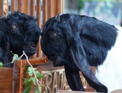 KAMBING: Ketika Ratusan Ekor Kambing PE Kaligesing Ikut Kontes Ternak….