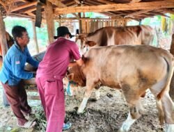PENYAKIT MULUT dan KUKU (PMK): Pemkab Semarang dan Jepara Siapkan Langkah Atasi PMK