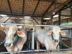 PENYAKIT MULUT dan KUKU (PMK): 700 Ekor Sapi Divaksin Sendiri oleh Peternak Bogor