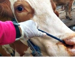 PENYAKIT MULUT dan KUKU (PMK): 360 Ekor Sapi di Blora Kena PMK, Peternak Diminta Tidak Panik