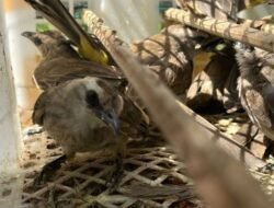 GUNUNG IJEN: 66 Ekor Burung Dikembalikan ke Habitat Alami oleh BKSDA Jatim