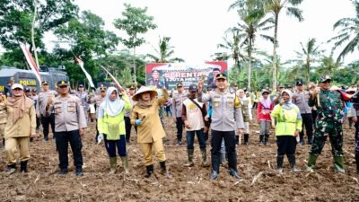 JAGUNG: Banyuwangi Siapkan 650 Hektare Lahan untuk Program Nasional Penanaman 1 Juta Hektare Jagung