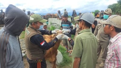 PENYAKIT MULUT dan KUKU (PMK): Cegah Penyebaran PMK di Lumajang, Intensifkan Vaksinasi dan Edukasi kepada Peternak