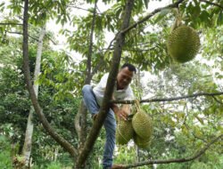 DURIAN: Yuk, Jalan-Jalan ke Desa Kronto, Lumbang, Pasuruan, Surganya Durian Terbaik