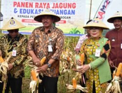 JAGUNG: Panen Raya Jagung di Desa Tegalsumur, Kecamatan Brati, Kabupaten Grobogan