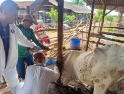 PENYAKIT MULUT dan KUKU (PMK): Gerak Cepat Pencegahan dan Penanganan PMK di Indramayu