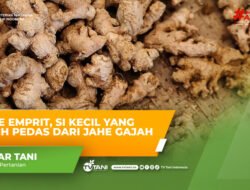 JAHE: Kenali Tiga Jenis Jahe Beserta Tingkat Kepedesannya, Sudah Tahu Belum?