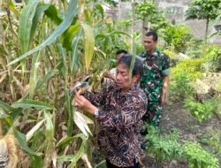 YOGYAKARTA: Keren Nih, Warga Panen Jagung Pulut di Lahan Perkotaan di Nyutran