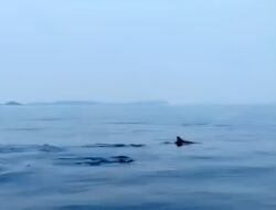 LUMBA-LUMBA: Kemunculan di Laut Jakarta, Tanda Lingkungan Terus Membaik