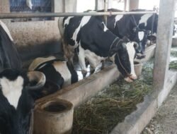 PENYAKIT MULUT dan KUKU (PMK): 150 Ekor Sapi Divaksin untuk Cegah PMK di Kota Pekalongan