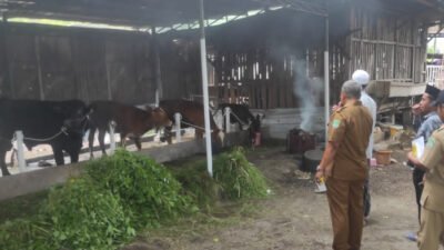 PASURUAN: Kerennnn, Produksi Susu Sapi Segar Tahun 2024 Tembus 97 Juta Liter