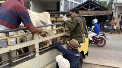 PENYAKIT MULUT dan KUKU (PMK): Cegah PMK, SOP di Pasar Hewan di Rembang, Jawa Tengah Diperketat
