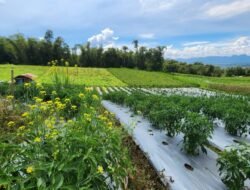 SUKABUMI: Melihat Kembali Kolaborasi Kementan dan Universitas Nasional, Jajaki Pengembangan Kampung Hortikultura Ramah Lingkungan