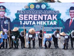 JAGUNG: Dorong Swasembada Pangan, 1.300 Lahan Hektare di Bantul untuk Ditanami Jagung