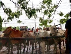 PENYAKIT MULUT dan KUKU (PMK): Cegah Penyebaran PMK, 5 Pasar Hewan di Sragen Ditutup Hingga Akhir Januari 2025