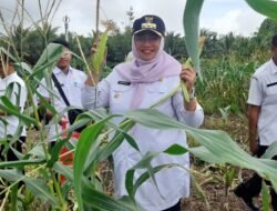 JAGUNG: Tanimbar Panen Raya Jagung Pulut, Wujud Nyata Program Asta Cita Swasembada Pangan