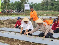 CABAI: Petani di Temanggung Bikin Gerakan Tanam Cabai Bersama, Jelang Hari Besar Bakal Panen