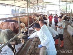 PENYAKIT MULUT dan KUKU (PMK): Harus Gercep, di Kabupaten Tangerang, Atasi PMK dengan Vaksinasi