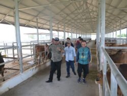 SAPI: Dukung Swasembada Pangan di Aceh, dengan Pantau Pusat Pembibitan Sapi Unggul