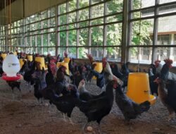 AYAM KAMPUNG: Siswa dan Guru Dilatih Budi Daya Ayam KUB, Ayam yang Rajin Bertelur