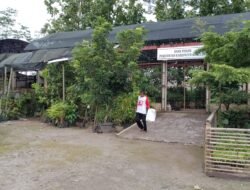 BUNGA: Ini Cerita di Balik Lokasi Pembibitan Bunga Indah Tabebuya di Magelang